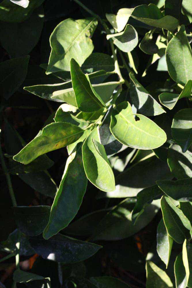            Sun leaves (Riverside, CA)   